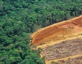 Habitat loss and such human encroachment as this clear-cutting in the Amazon (shown) are a major threat to biodiversity worldwide. The United Nations is drafting an ambitious new set of conservation targets to safeguard species and prevent further losses. LUOMAN/E+/GETTY IMAGES PLUS