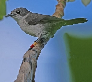 Photo: Marcus Lawson An adult kakerori with typical grey pluamge. Photo: Marcus Lawson