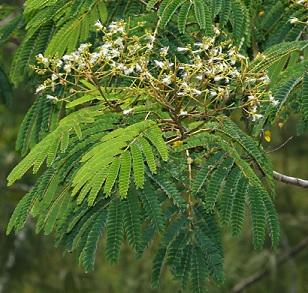 Source - https://wildlifeofhawaii.com/ Source - https://wildlifeofhawaii.com/