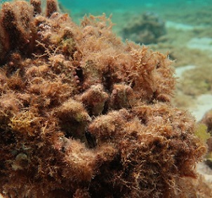 A mysterious algae that's puzzled researchers is now spreading around the Northwestern Hawaiian Islands.(U.S. Fish and Wildlife Service) A mysterious algae that's puzzled researchers is now spreading around the Northwestern Hawaiian Islands.(U.S. Fish and Wildlife Service)