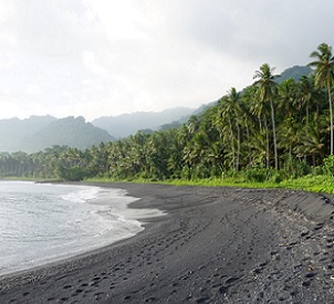 Coconut plantations lining the black sandy shores of Baniata village. Credit - Chris Vogliano Coconut plantations lining the black sandy shores of Baniata village. Credit - Chris Vogliano