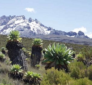 Ecosystem with alpine vegetation at Mount Kilimanjaro. Credit: Andreas Hemp Ecosystem with alpine vegetation at Mount Kilimanjaro. Credit: Andreas Hemp