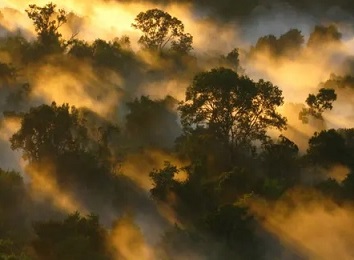Photograph: Peter Vander Sleen/PA Amazon forest canopy at dawn. The loss of forests as ‘carbon sinks’ is likely to make climate breakdown more severe. Photograph: Peter Vander Sleen/PA