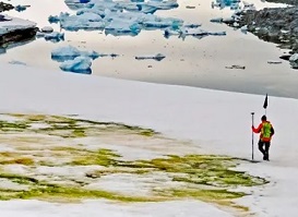 Study author Andrew Gray geotagging the snow algae blooms. Photograph: Dr Matt Davey/University of Cambridge/SAMS/AFP via Getty Image