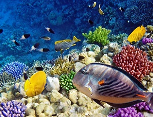 Aquariums protect corals that may be critical to rebuilding reefs, study shows. Source - https://www.prnewswire.com/