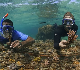 Credit - ABC News Victor Bonito (right) and Mosese Kurimata are working to identify heat-tolerant corals year-round.(ABC News)