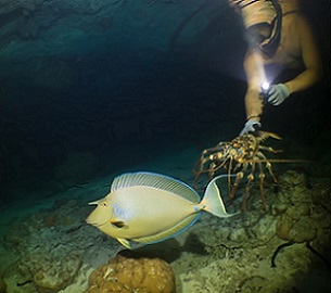 A lobster diver at night watches a sleeping unicornfish (ume) swim past. PHOTO: KIRBY MOREJOHN.
