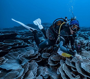 Photo: Alexis Rosenfeld #1Ocean A coral reef site in pristine condition has been opened to the eyes of the world in French Polynesia Photo: Alexis Rosenfeld #1Ocean