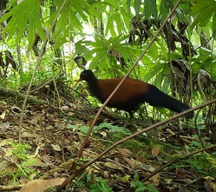 Photo: Doka Nason/American Bird Conservancy Photo: Doka Nason/American Bird Conservancy