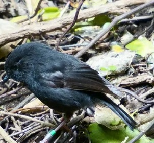 Conservationist Susan Thorpe says that in a recent consultation on the black robin’s survival, no idea was considered ‘too crazy’. Photograph: Jess MacKenzie Conservationist Susan Thorpe says that in a recent consultation on the black robin’s survival, no idea was considered ‘too crazy’. Photograph: Jess MacKenzie