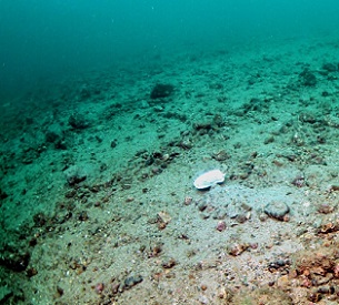 Credit: Howard Wood/COAST Seabed damage caused by dredging for scallops in Scotland. Credit: Howard Wood/COAST