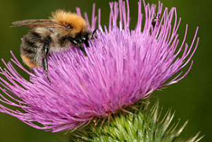 Bumble Bee pollinating flower