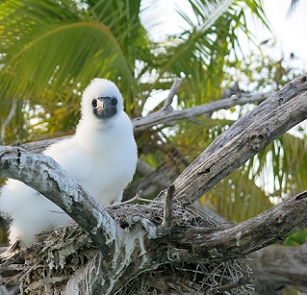 A Booby chick sits on a nest on a rat-free island in the Indian Ocean. Credit - Professor Nick Graham, Lancaster University