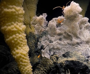 The lava-encrusted slopes of Explorer Seamount—Canada’s largest underwater volcano—are home to newly discovered glass sponge colonies known as “Spongetopia.”Credit - Ocean Exploration Trust Northeast Pacific Seamounts/Expedition Partners