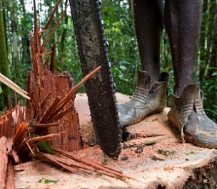 Credit - Jeremy Sutton-Hibbert for Greenpeace. oggers from Turama Forest Industries cut down a tree with a chainsaw in the ‘Turama extension’ logging concession, Gulf Province. These forests are being felled by Turama Forest Industries – a group company of Malaysian logging giant Rimbunan Hijau. Photo by Jeremy Sutton-Hibbert for Greenpeace.