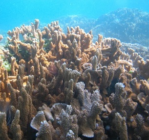 Coral reefs such as this one in the Papahanaumokuakea Marine National Monument provide places for fish to reproduce and sustain the vitality of their populations around Hawaii. Credit - UNESCO via Wikimedia Commons Coral reefs such as this one in the Papahanaumokuakea Marine National Monument provide places for fish to reproduce and sustain the vitality of their populations around Hawaii. Credit - UNESCO via Wikimedia Commons
