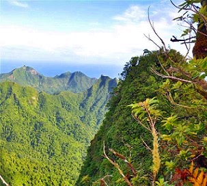 Credit - SPREP Cloud forest, Rarotonga. Cook Islands. Credit - SPREP