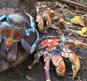 Image by David Stanley via Flickr (CC BY 2.0). Coconut crabs prefer to live in rocky shores and rainforests close to the coast. Image by David Stanley via Flickr (CC BY 2.0).