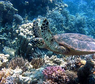 Credit - CC0 Public Domain Call for harder line on how we judge conservation. Credit - CC0 Public Domain