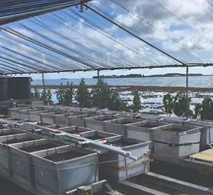 Experimental set-up of mesocosms at the Hawaii Institute of Marine Biology. Credit: Chris Jury, HIMB Experimental set-up of mesocosms at the Hawaii Institute of Marine Biology. Credit: Chris Jury, HIMB