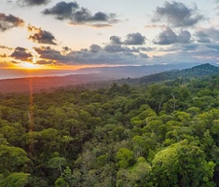 Image - Osa Conservation. The Osa Peninsula in Costa Rica is an area of much conservation effort. Image courtesy of Osa Conservation.