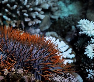 Credit - Kōrero O Te `Ōrau A crown-of-thorns starfish or taramea underwater. Photo: Kōrero O Te `Ōrau