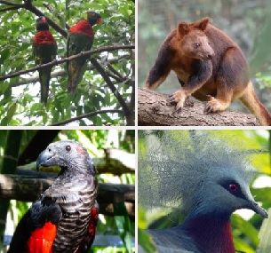 Nature Park Animal Collector Card Gains Popularity.