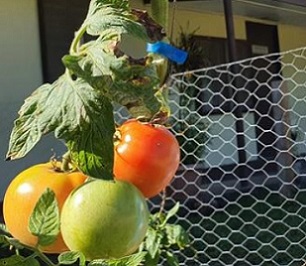 Photo: RNZ Pacific / Hilaire Bule Photo: RNZ Pacific / Hilaire Bule