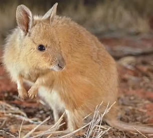 Credit - Wayne Lawler/Australian Wildlife Conservancy. Credit - Wayne Lawler/Australian Wildlife Conservancy.