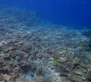 Credit: Okinawa Institute of Science and Technology Credit: Okinawa Institute of Science and Technology