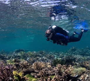 Credit - the Ocean Agency Credit - the Ocean Agency