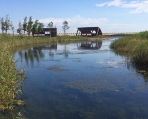 Credit: Xuechu Chen The extensively restored Yingwuzhou wetland (pictured) in Shanghai, China, emits less methane than a nearby wild wetland. Credit: Xuechu Chen