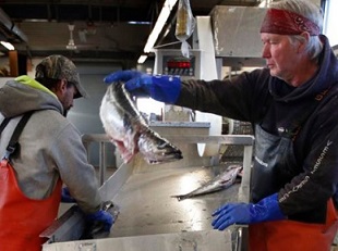 This March photo shows a small load of pollack being sorted as it comes off a boat at the Portland Fish Exchange in Portland, Maine. File photo | Associated Press
