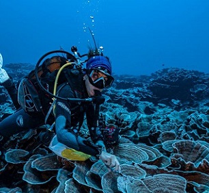 Photo: Alexis Rosenfeld #1Ocean A coral reef site in pristine condition has been opened to the eyes of the world in French Polynesia Photo: Alexis Rosenfeld #1Ocean