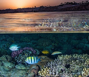 Credit - Ocean Image Bank/Brook Peterson Coral reefs harbour the highest biodiversity of any ecosystem globally. Credit - Ocean Image Bank/Brook Peterson