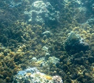 Credit: Jeff Liang Seaweed can quickly take over a reef after a disturbance. Credit: Jeff Liang