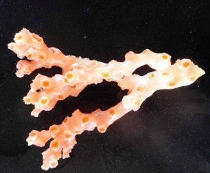 One of 29 species of coral trawled up from New Zealand's ocean floor over the last 18 months. Source - https://www.stuff.co.nz/