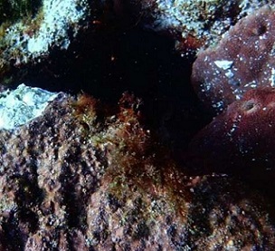 Researchers find that most coralline algae are negatively affected by ocean acidification, but some species may be more resilient than others. Credit: University of Tsukuba Researchers find that most coralline algae are negatively affected by ocean acidification, but some species may be more resilient than others. Credit: University of Tsukuba