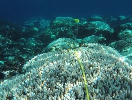 New partnership to help manage coral reefs. credit - Coral Check France