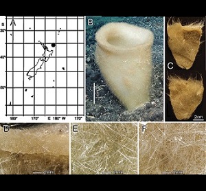 Bathydorus poculum sp. nov., holotype NIWA 126338, distribution, skeleton, and morphology A distribution in New Zealand waters B holotype in situ (scale bar approximate) C dermal (upper) and atrial (lower) sides of the preserved main part of the collected fragment D magnified area of the oscular margin, showing the atrial surface curving out over the dermal surface E dermal surface with dense prostal diactins F atrial surface with similarly dense prostal diactins. Image B captured by ROV Team GEOMAR, ROV Kiel 6000 onboard RV Sonne (voyage SO254), courtesy of Project PoribacNewZ, GEOMAR, and ICBM. Credit: DOI: 10.3897/zookeys.1060.63307 Bathydorus poculum sp. nov., holotype NIWA 126338, distribution, skeleton, and morphology A distribution in New Zealand waters B holotype in situ (scale bar approximate) C dermal (upper) and atrial (lower) sides of the preserved main part of the collected fragment D magnified area of the oscular margin, showing the atrial surface curving out over the dermal surface E dermal surface with dense prostal diactins F atrial surface with similarly dense prostal diactins. Image B captured by ROV Team GEOMAR, ROV Ki