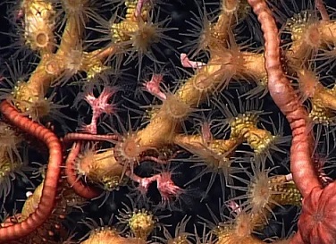 Deep sea corals provide habitat to a variety of organisms that could be destroyed by deep sea mining. Photograph: NOAA