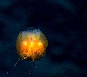 Credit: National Oceanic and Atmospheric Administration Office of Ocean Exploration and Research Dandelion siphonophore. (Credit: National Oceanic and Atmospheric Administration Office of Ocean Exploration and Research)