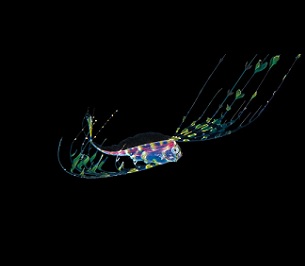 A deep sea ribbonfish larva in the Pacific Ocean. Much remains unknown about life in the depths. The African Group told the ISA: “Effective governance requires sound scientific knowledge that is not yet available.” (Image: Alamy) A deep sea ribbonfish larva in the Pacific Ocean. Much remains unknown about life in the depths. The African Group told the ISA: “Effective governance requires sound scientific knowledge that is not yet available.” (Image: Alamy)
