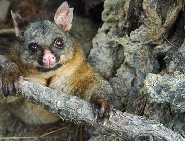 The brushtail possum is a reviled feral pest in New Zealand’s North Island Photograph: Animal Health Board Inc/AFP/Getty Images