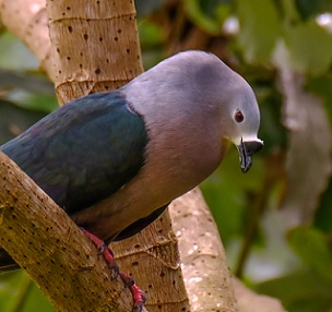 Pacific Imperial Pigeon (Ducula pacifica). Photo credit - Rudy Heijmen Pacific Pigeon (Ducula pacifica). Photo credit - Rudy Heijmen