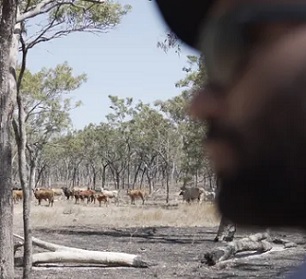An Indigenous ranger watches feral buffalo. The new SpaceCows program will use AI and satellites to create a virtual replica of how feral herds move through the Top End. Photograph: Seth Seden An Indigenous ranger watches feral buffalo. The new SpaceCows program will use AI and satellites to create a virtual replica of how feral herds move through the Top End. Photograph: Seth Seden