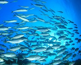 School of fish