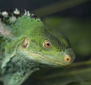 Fijian crested iguana (Malolo Island). San Diego Zoo Wildlife Alliance Fijian crested iguana (Malolo Island). San Diego Zoo Wildlife Alliance