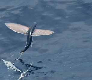 Credit - ISTOCK, AGAMI STOCK New Framework Will Boost Marine Conservation Efforts. Credit - ISTOCK, AGAMI STOCK
