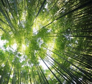 indigenous forests